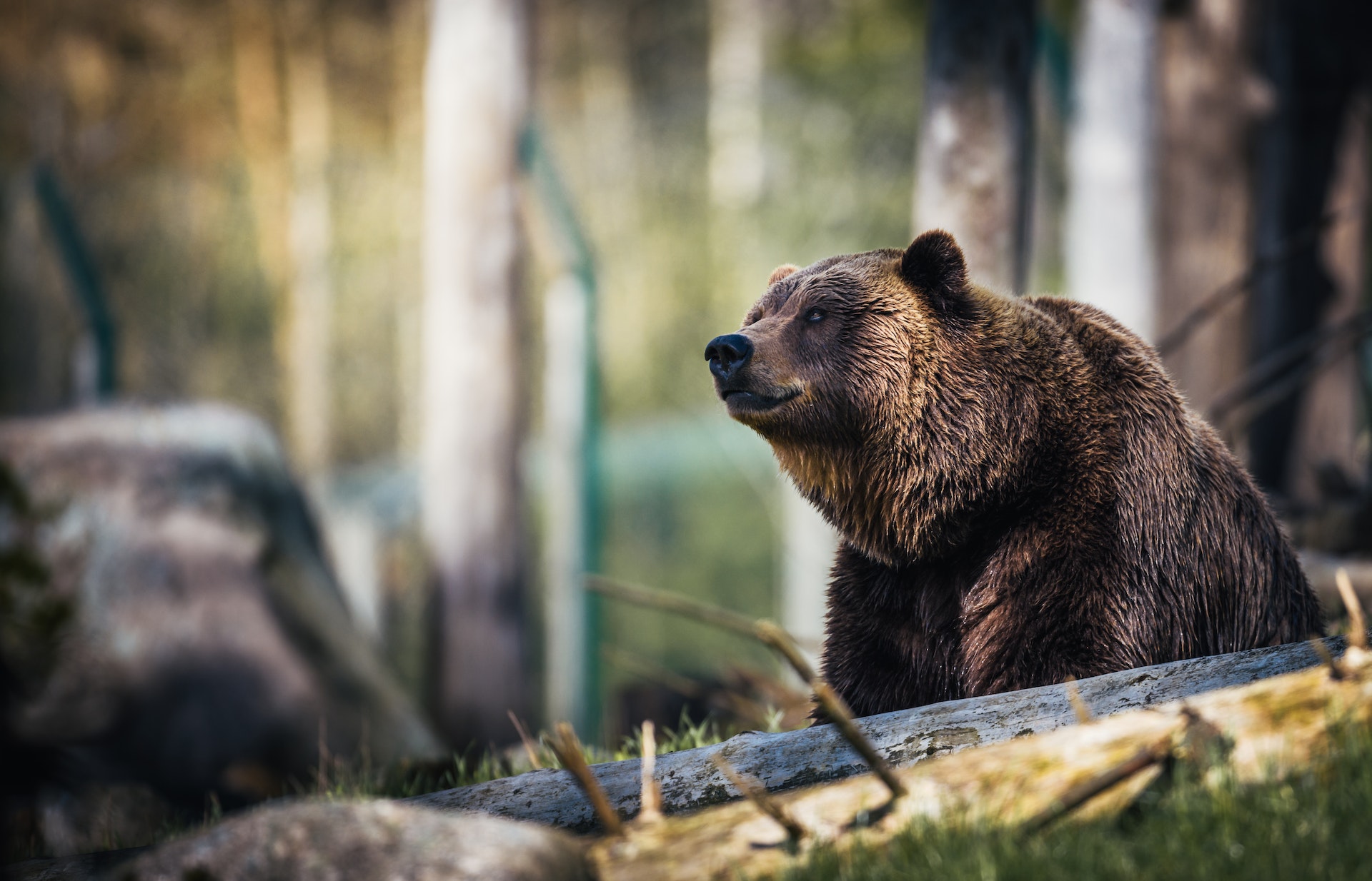 are-there-grizzly-bears-in-yosemite-campdotcom