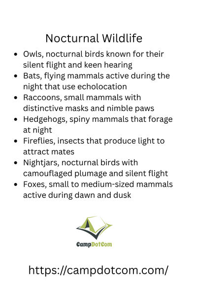 nocturnal wildlife bullet points