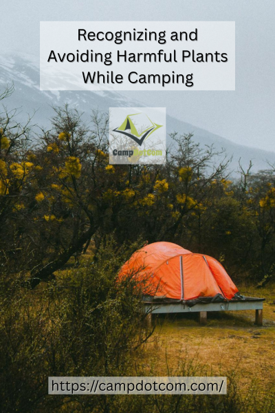 Harmful Plants while Camping Image