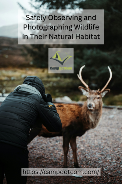 Photographing Wildlife Image