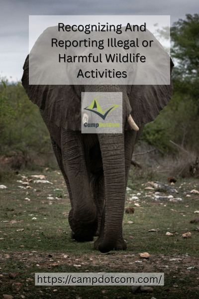 Reporting Illegal or  Wildlife Activities Image
